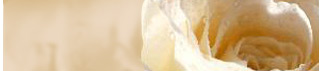 Virginia Justice of the Peace, Virginia Wedding Minister, Virginia Marriage, Charlottesville Justice of the Peace, Virginia Wedding Officant